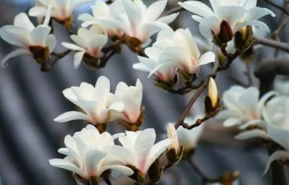 玉兰花怎样繁殖