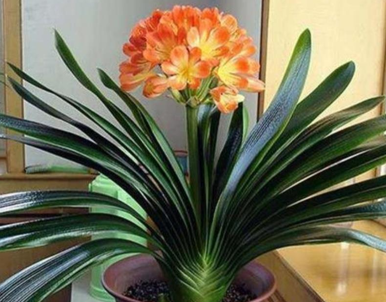 我养的君子兰不开花怎么办