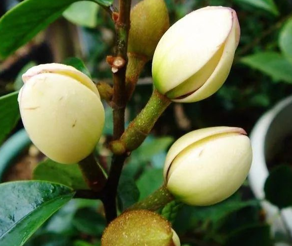 含笑花果实能食用吗