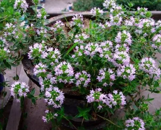 百里香花怎么养