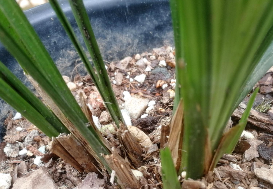 兰花多发芽的秘诀