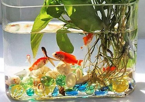 养鱼的水能浇花吗