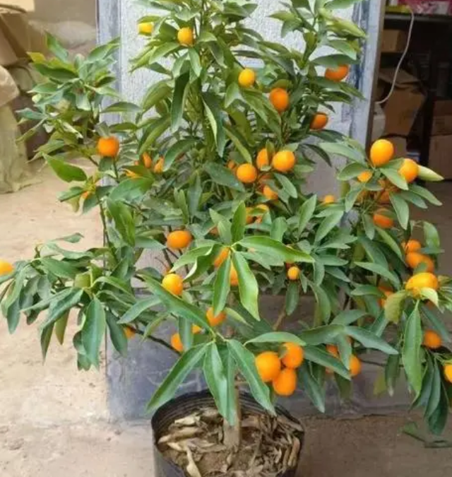 金桔树移栽后怎么避免掉叶子
