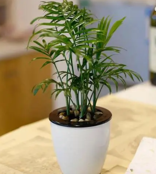 微型椰树绿植怎样养
