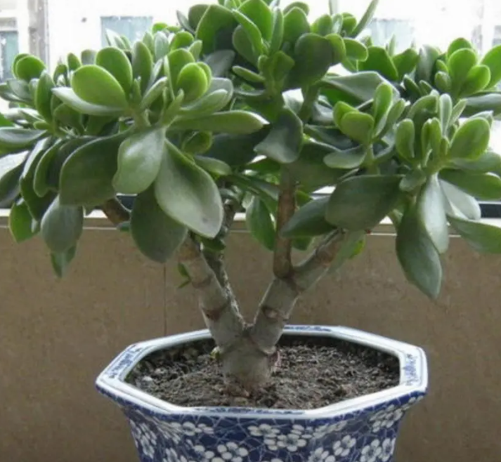 玉树如何快速生长