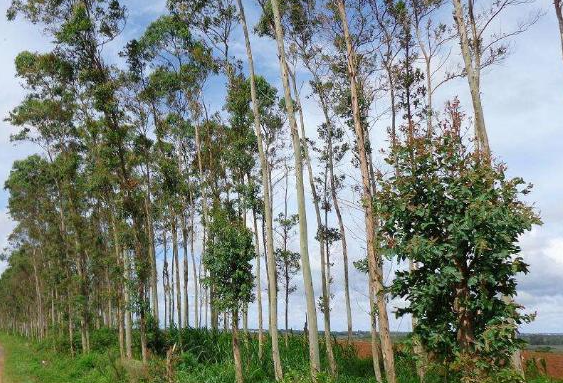 桉树一年施几次肥好