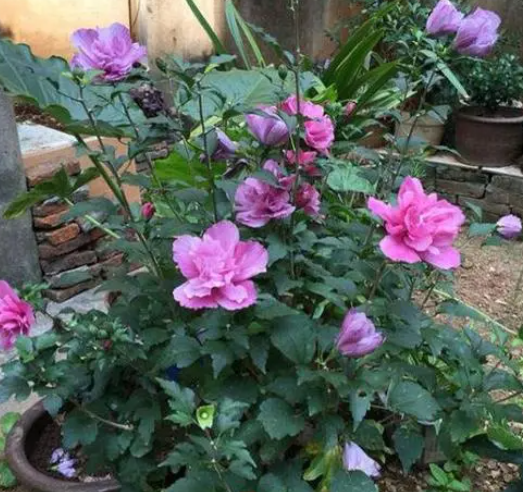 木槿花剪枝时间