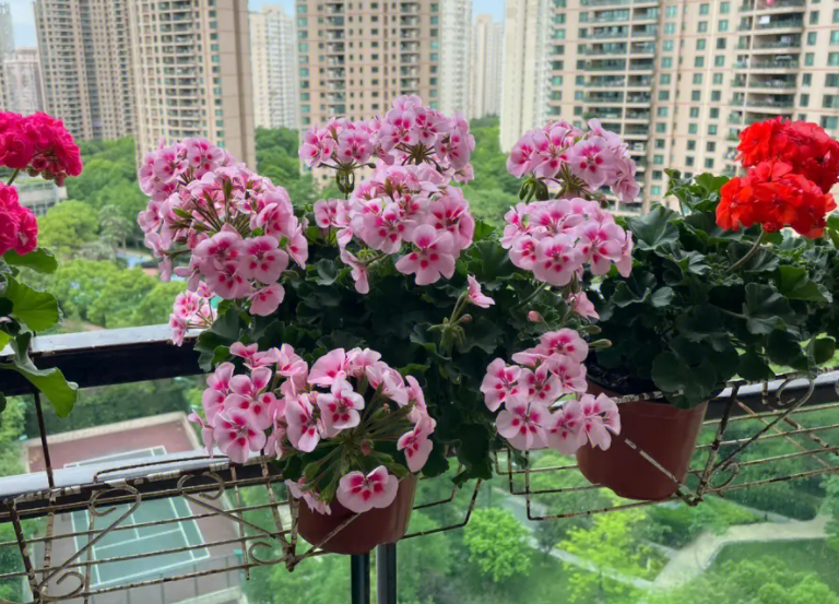 天竺葵开花后需要剪枝吗