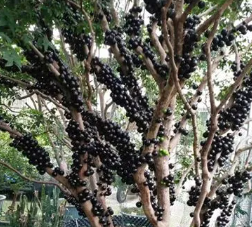 嘉宝果树苗真假鉴别