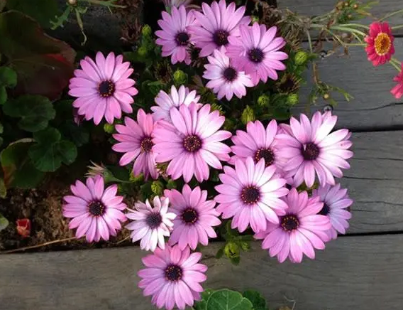 蓝目菊徒长不开花