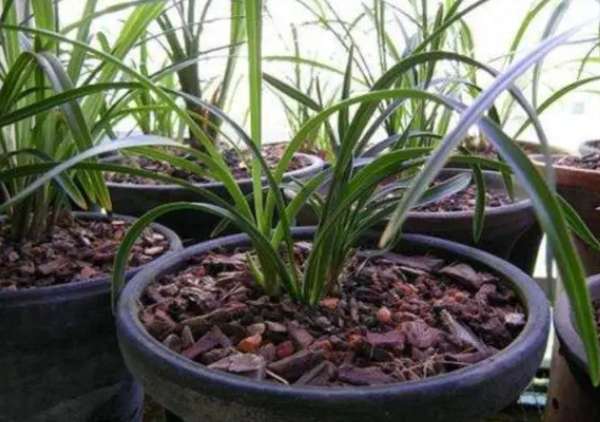 兰花的土壤配方大全