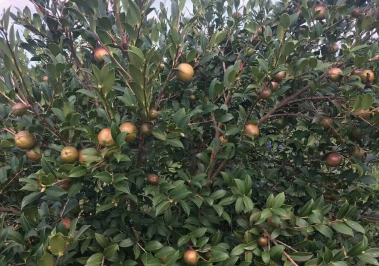 如何申请茶油树补贴