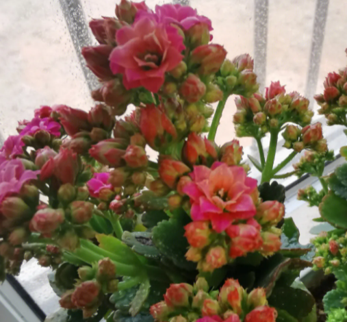 长寿花怎么养比较好