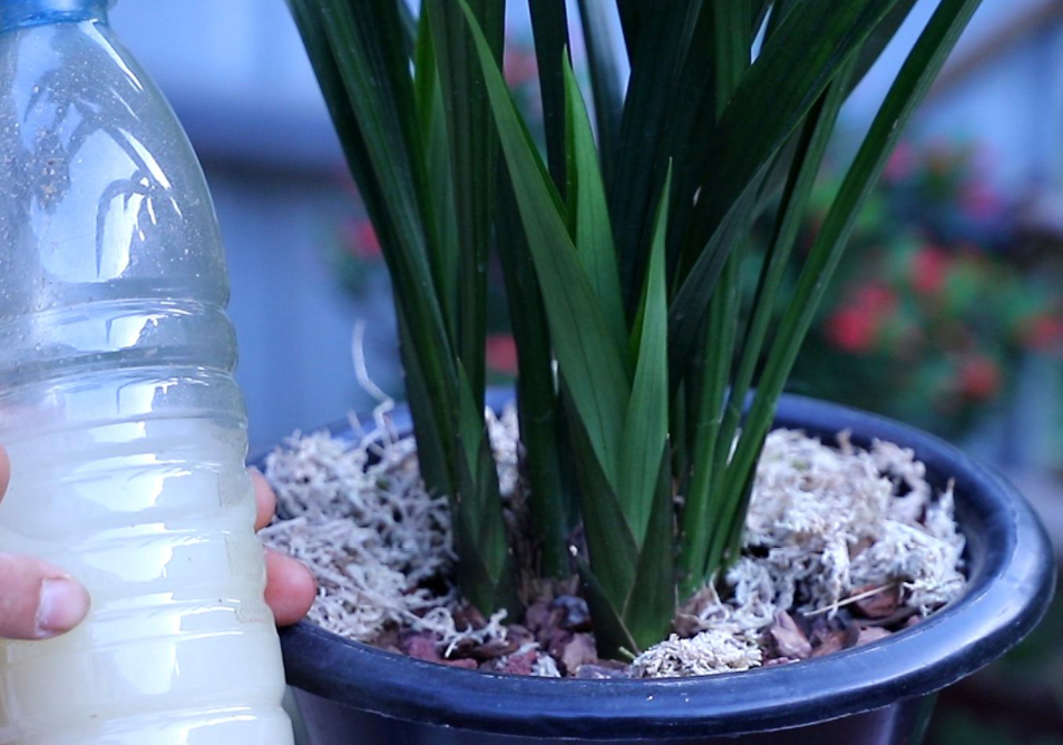 淘米水浇兰花正确方法