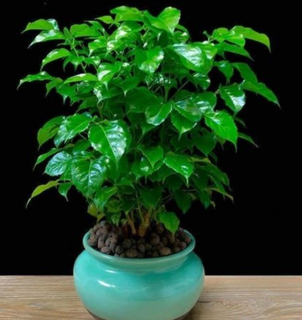 室内适合养什么盆景树