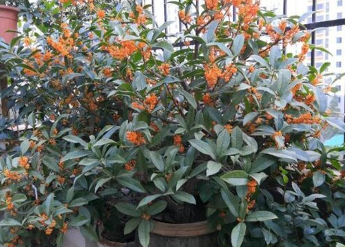 桂花施什么肥适合生长