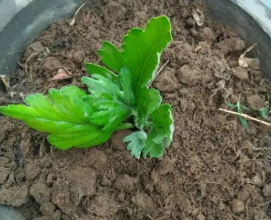 菊花扦插用什么土最好