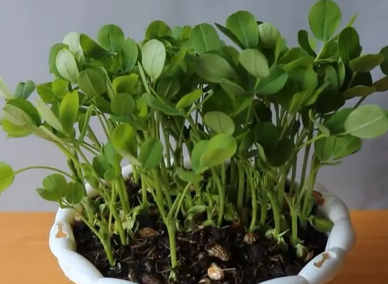 花生如何做花肥