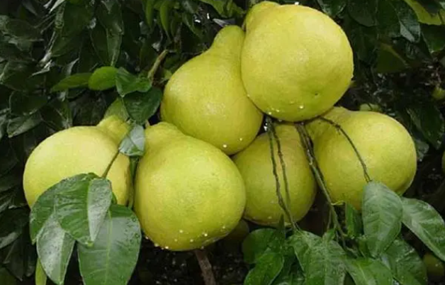 柚子树能高压繁殖几年才结果