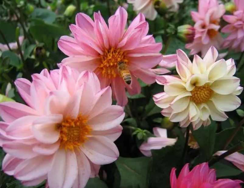 小丽花会结种球吗