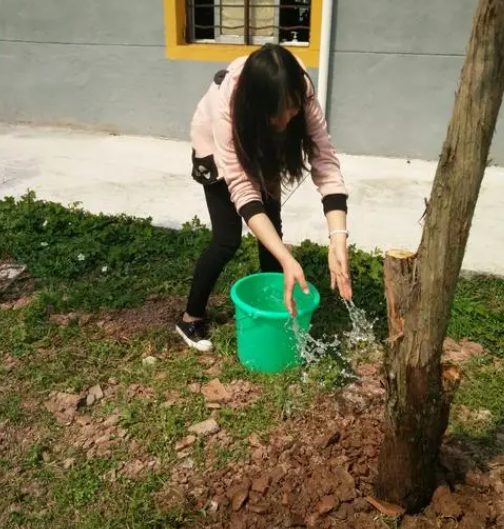 树要多长时间浇一次水合适