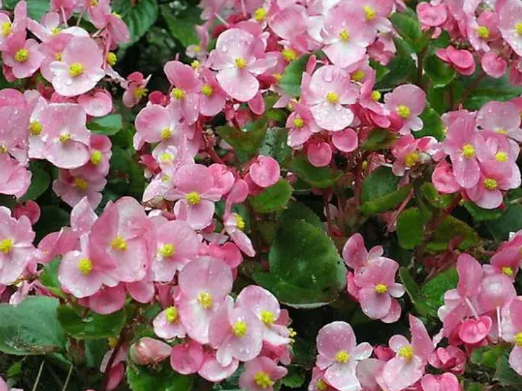 四季海棠花有几个品种