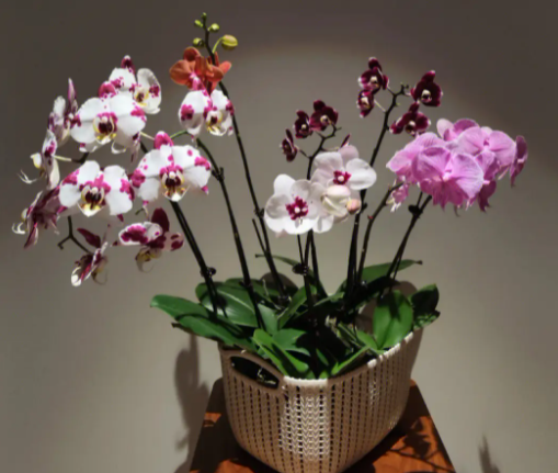 蝴蝶兰一直开花吗