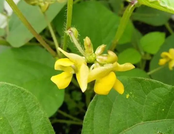 绿豆开花几天收获