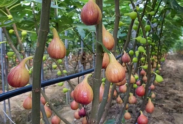 无花果种植前景及经济价值