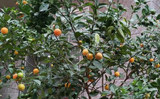 桔子树移栽注意事项
