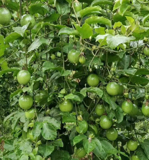 南方什么果树最好种