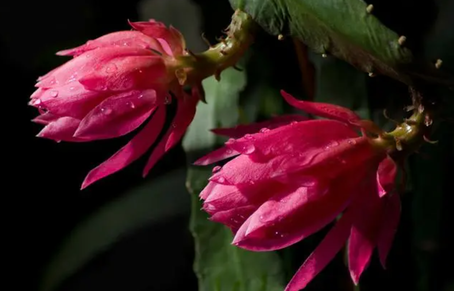 仙人剑几月份开花