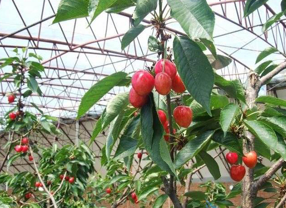 樱桃树生根最佳方法