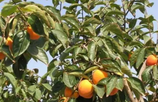 柿子树最怕什么农药