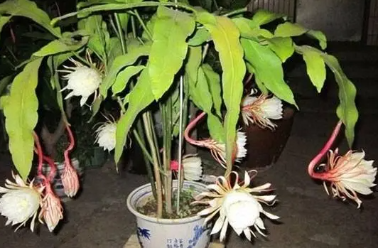 昙花的浇水注意事项