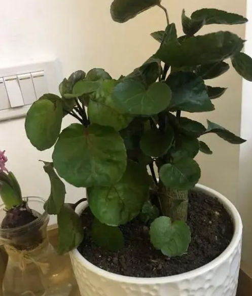 钱兜树怎么剪枝