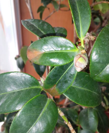 四季茶花掉叶子是怎么回事