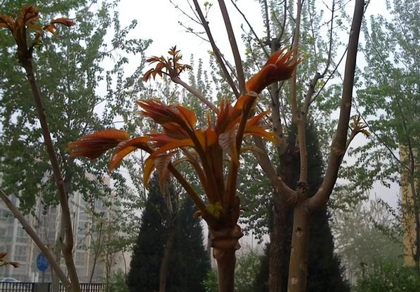 香椿树太高可以锯断吗