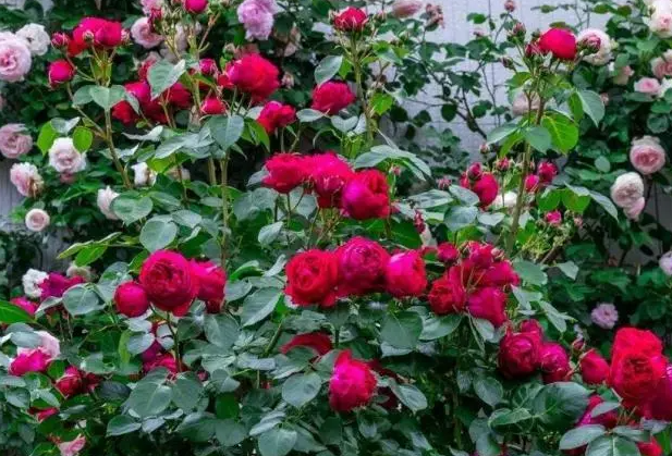 北方地栽月季花冬天怎么过冬