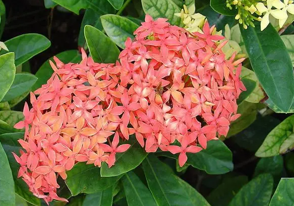 龙船花的寓意是什么