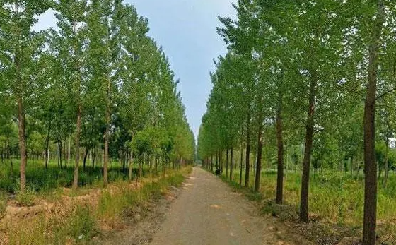 杨树种植技术要点