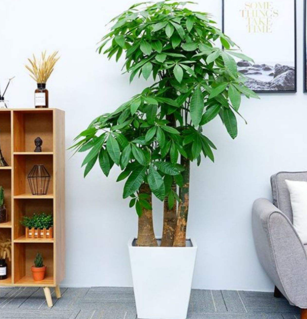 客厅摆放什么树吉利