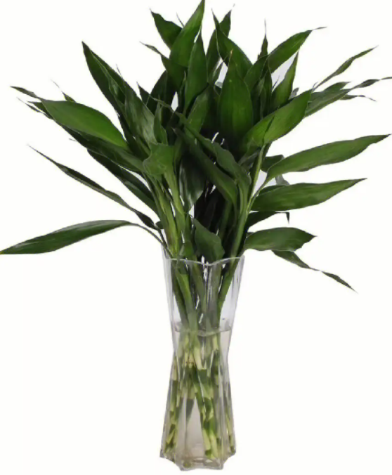 文财神身边摆什么花比较好