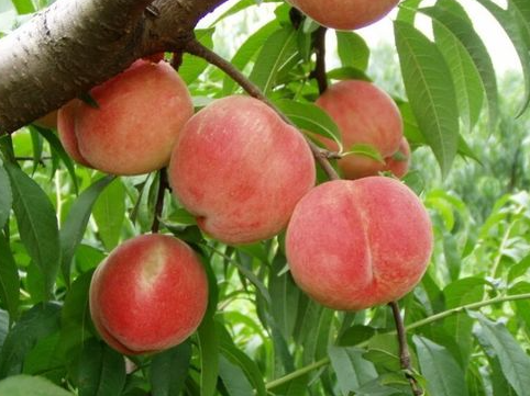 适合上海种植的果树地点