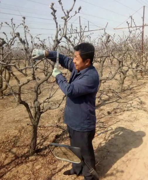 什么时候修剪枣树最好