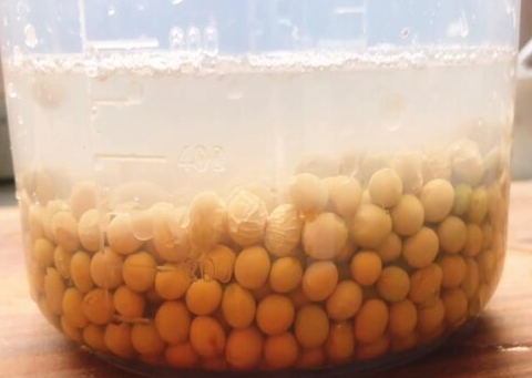 用黄豆泡水可以代替浇花肥料吗