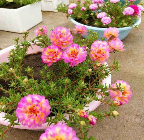 太阳花花盆需要打孔吗