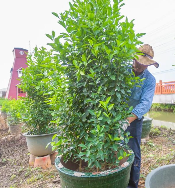 橘子树移盆注意啥