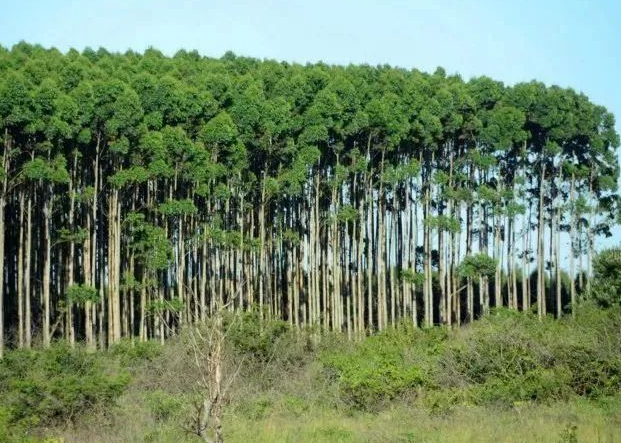 桉树周期有多少年