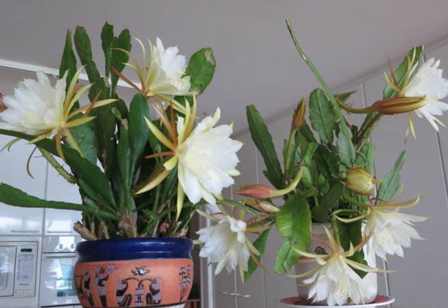 昙花换土注意事项